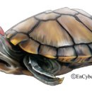 (주)거북 이미지