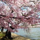 미국 워싱턴 벚꽃향연 이미지