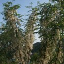 동구밖과수원길 이미지