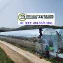 알파샤인