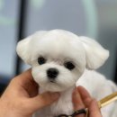 미용타운 이미지