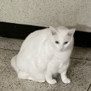 CU 태평점 | 한달이 먹기만하다 끝나네ㅠ