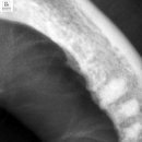 가인동물병원 이미지