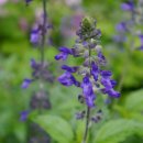 블루세이지 이미지