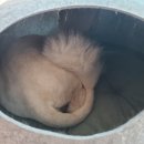 도리신닭도리탕도량봉곡점 네이버블로그