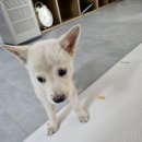 김해 강아지분양 두부네 하루 이미지