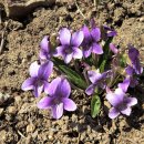 양지-2782 이미지