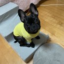봉스컴퍼니 | 별거 없는 먹방 + 여행, 그리고 자동차 접촉사고