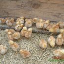 비석축산 이미지