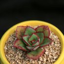 테크노초등학교 앞 이미지