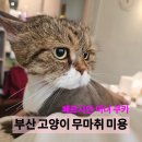 김냐옹 미용실 이미지