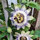 블루스카이 이미지