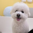 몽라이크(monglike) 이미지