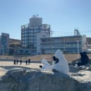 성왕돈까스본점 | [월간 강릉 12월호] 멍게 바위의 전설과 겨울 바다라는 응급실