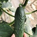 아란 마켓 미니오이 가시미니오이 신선한 스낵오이 당일수확 후기