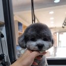 honapet(호나펫) 이미지