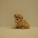 유올펫 강아지고양이 청주점 이미지