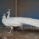 호빈조류새농장 이미지