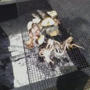 한양대 청강태권도 이미지