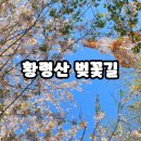 쉼터택시노동조합 | [부산]드라이브로 즐기는 연분홍 터널, 황령산 벚꽃길
