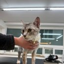 숲냥숲냥 이미지