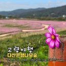 낙동강변24 | 고령 다산은행나무숲 코스모스 만개 | 바래미 생태레저단지 새 단장 소식