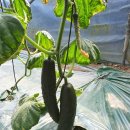 도선농장 이미지