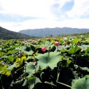 연꽃마을건넌들 이미지