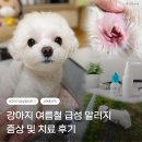 과천우주동물병원 | 강아지 여름철 급성 알러지｜산책 후 눈·귀가 부은 뭉치 치료 후기