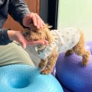 코기절미 이미지