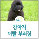 뿌리동물병원 치과센터 이미지