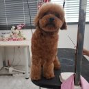큐브애견미용학원 이미지