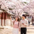 화성행궁광장 관광안내소 | 수원 화성행궁 데이트 코스 추천, 벚꽃 시즌에 같이 가기 좋은 동선 정리