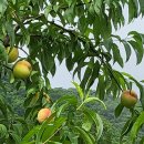 수진농장 이미지