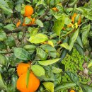 경미농장 이미지