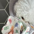 매너독 라이프 이미지