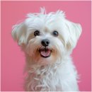 퍼스트동물병원 이미지