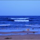 바닷가동화마을 | [호주여행] 멜버른 당일투어 1편_퍼핑빌리 증기기관차 필립섬 펭귄퍼레이드 펭귄 퇴근길 후기