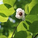 꽃이야기 이미지