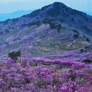 대구제일중학교 이미지