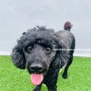 댕댕이 지구대 이미지