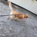 애니피아동물병원 이미지