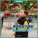 별마을 | 진접 딸기체험은 여기! 별마을딸기체험 농장 방문 후기