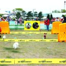 놀이터 반려견 미용실 이미지