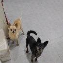 세림동물병원 이미지