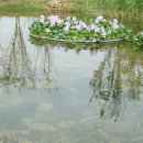 고수부지 이미지