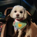 포레스트 하우스 애견유치원 | 창동애견카페 포레스트 성향검사+유치원 후기