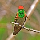 호사뺨벌새 [Tufted Coquette] 이미지