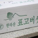 제주영실 표고버섯 이미지