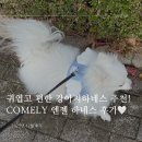 엔젤 | 귀엽고 편한 강아지하네스 추천 - 커믈리COMELY 엔젤 하네스 후기